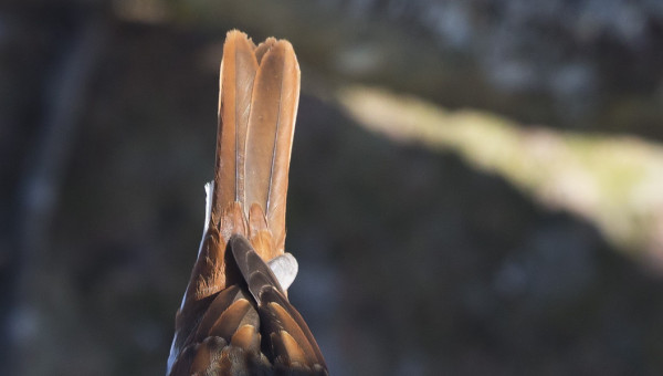 TALVEN AIKANA KETTUSIRKUN PYRSTÖSULAT, PYPHT JA TERTIAALIT OVAT KOVIN KULUNEET MUTTA KÄSISULAT NÄYTTÄVÄT TUOREEMMILTA