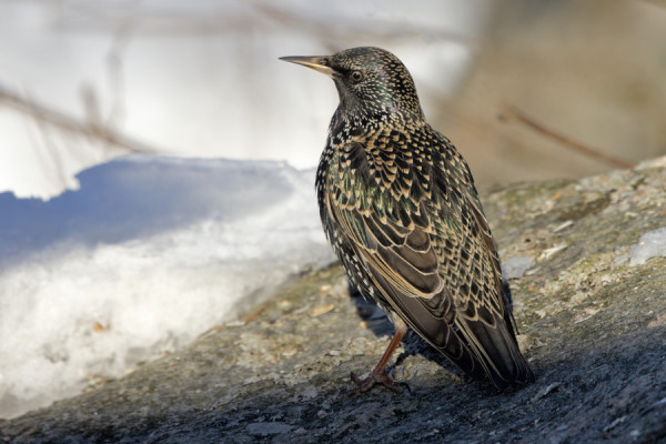 MUUTOLTA SAAPUNUT KOTTARAINEN VIIHTYY SAUNAMME NURKILLA