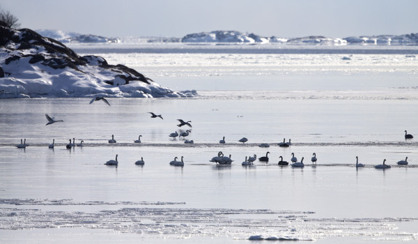 KYHMYJOUTSENIA OLI MATKALLA YLI 200