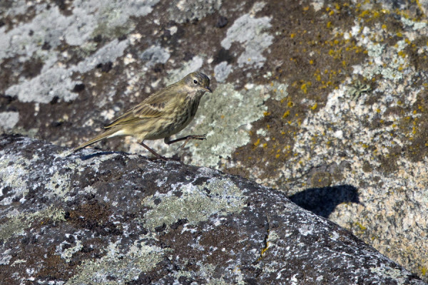 LUOTOKIRVINEN ON TALVEHTINUT ONNISTUNEESTI UTÖSSÄ