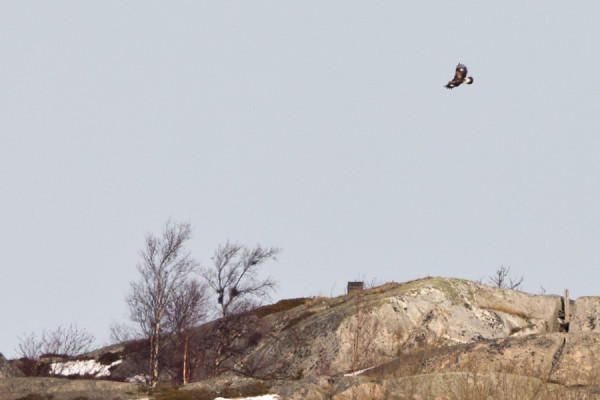 NUORI MAAKOTKA MUUTTI POHJOISEEN, TÄSSÄ ORMSKÄRIN YLLÄ