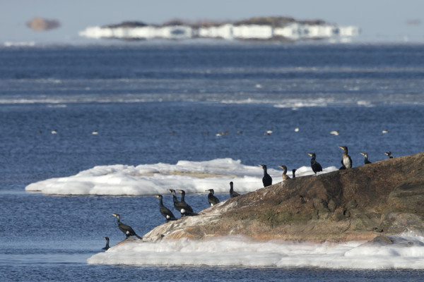 MERIMETSOPORUKKA ON MAJOITTUNUT FINNSKÄRILLE
