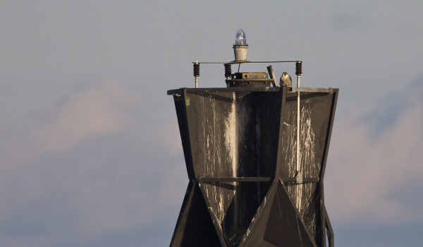 MUUTTOHAUKKA KURKISTELI VAKIOPAIKALTAAN