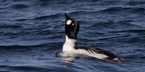 TELKÄT PITÄVÄT JO SOIDINTA