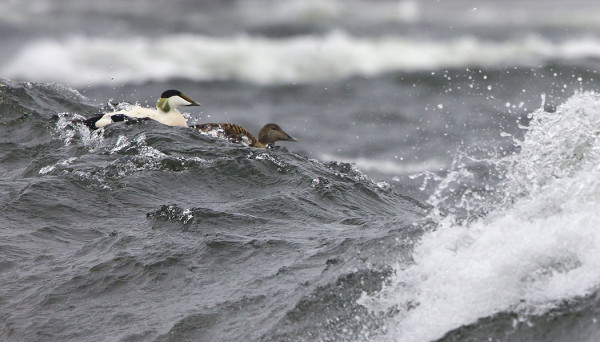 HAAHKAT SURFFAAVAT ETELÄKÄRJEN ISOISSA AALLOISSA
