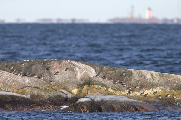 MERISIRREJÄ ULKOLUODOILLA, HORISONTISSA UTÖ