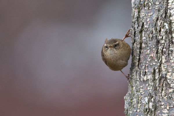 MUUTAMA PEUKALOINEN ON NÄHTY VIIME PÄIVINÄ