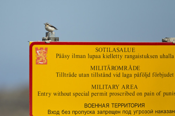 ARMEIJAN ALUETTA VALVOO PAITSI KIVITASKU MYÖS VALVONTAKAMERA