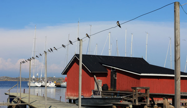 HAARAPÄÄSKYPARVET ENNAKOIVAT SYYSMUUTON ALKUA (Kuva: Outi Sarjakoski)
