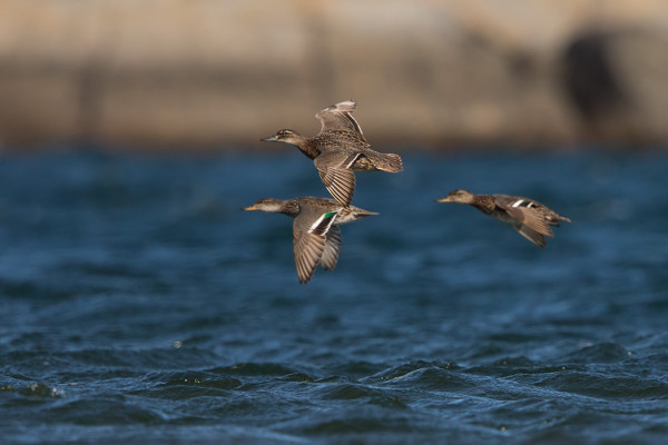 NAARAS HEINÄTAVI ON ILMESTYNYT TAVIPORUKKAAN ITÄRANNALLE