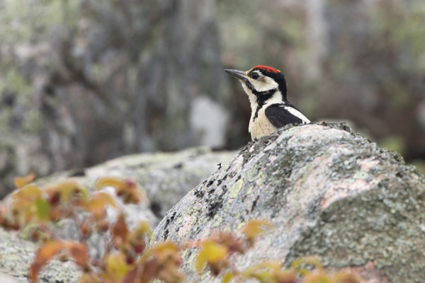 KÄPYTIKOISTA SUURI OSA ON NUORIA
