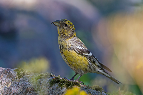 KAUNIS ON NAARAS KIRJOSIIPIKÄPYLINTUKIN!