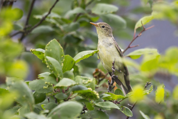 KULTARINTA KÄY SILLOIN TÄLLÖIN SAUNAMME LUONA
