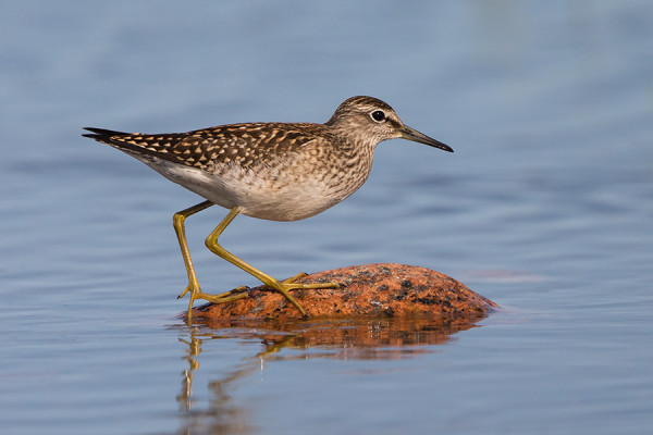 LIRO ON AJANKOHDAN YLEISIMPIÄ KAHLAAJIA