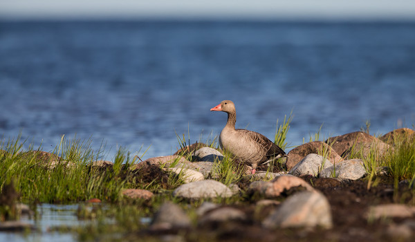 JOITAKIN MERIHANHIA VIIHTYY PÄÄSAAREN RANNOILLA