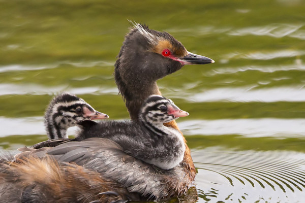 MUSTAKURKKU-UIKUT HOIVAAVAT POIKASIAAN