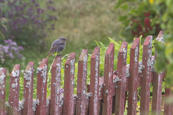 MUSTALEPPÄLINTU LIIKKUI KYLÄN AIDOILLA