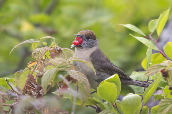 MUSTAPÄÄKERTTU SYÖ VADELMIA - EN OLE ENNEN NÄHNYT MINKÄÄN LINNUN SYÖVÄN VADELMIA...