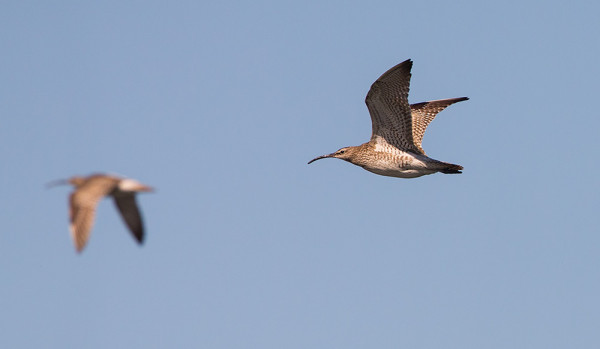 PIKKUKUOVEJA ON NYT MUUTOLLA