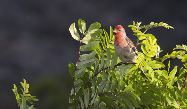 PUNAVARPUSIA PESII USEITA PAREJA