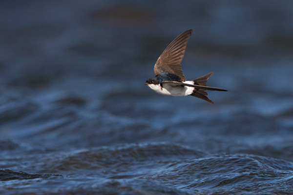 KOVASSA TUULESSA RÄYSTÄSPÄÄSKYTKIN PYSYTTELEVÄT LÄHELLÄ VEDENPINTAA