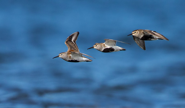 SUOSIRREJÄ ON TOISTAISEKSI OLLUT NIUKASTI