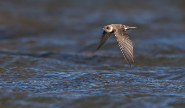 ITÄRANNALLA ON MONENA PÄIVÄNÄ LENNELLYT TÖRMÄPÄÄSKYJÄ