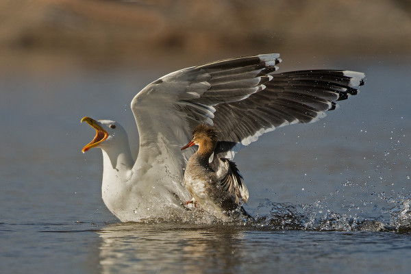 TUKKAKOSKELO PUOLUSTAA POIKASIAAN MERILOKILTA