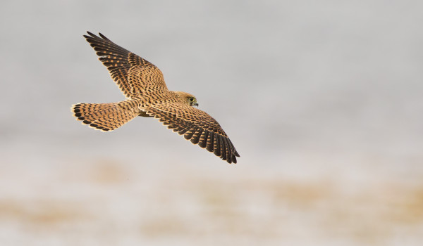 TUULIHAUKAT OVAT ALOITTANEET SYYSMUUTTONSA