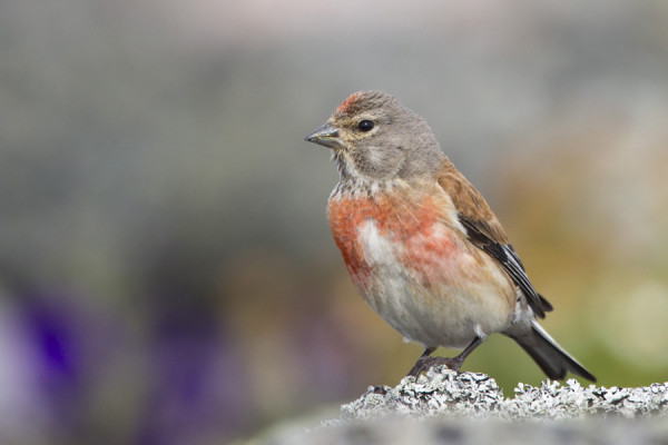 HEMPPOKOIRAS ON KAUNIS LINTU