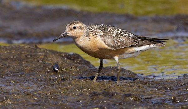 VIELÄ LÄHES JUHLAPUKUINEN ISOSIRRI