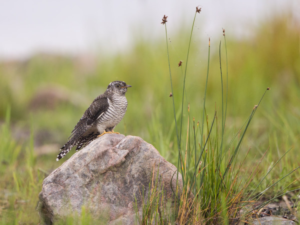KÄKIMUUTTO ON OLLUT KÄYNNISSÄ JO 2-3 VIIKKOA
