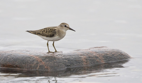 NUORI LAPINSIRRI ITÄRANNALTA