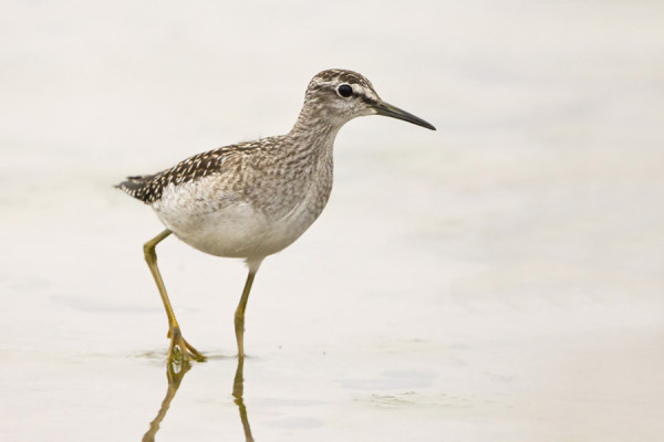 LIRO ON EDELLEEN YLEISIN MUUTTOKAHLAAJA