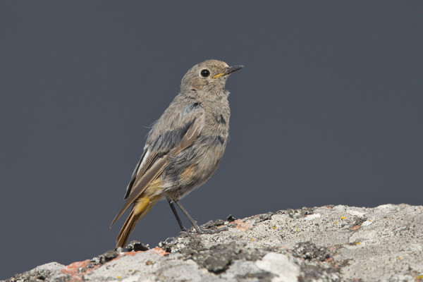 SAARESSA OLEVA MUSTALEPPÄLINTU ON 2KV KOIRAS JOLLA SULKASATO KÄYNNISSÄ