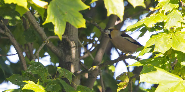 HUONO DOKUMENTTIKUVA VAAHTERAN VARJOSSA PIILESKELEVÄSTÄ NOKKAVARPUSESTA