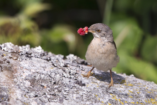 MYÖS PENSASKERTULLE KELPAAVAT VADELMAT