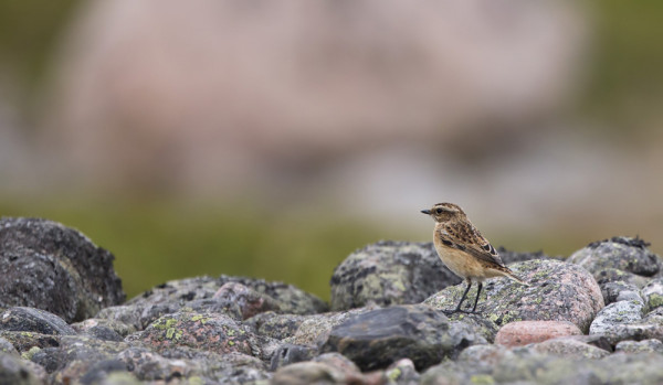 PENSASTASKUJEN MUUTTO ON HYVIN KÄYNNISSÄ