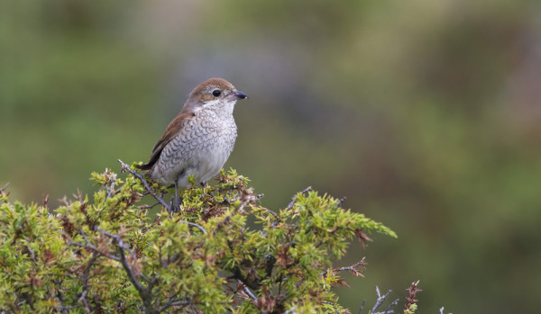 MUUTAMA PIKKULEPINKÄINEN OLEILEE SAARESSA