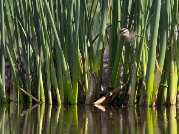 SYKSYN EKA RUOKOKERTTUNEN