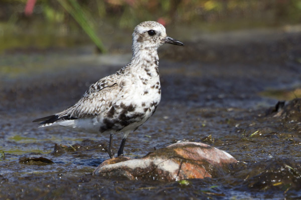 TUNDRAKURMITSA VAIHTAA TALVIPUKUUN