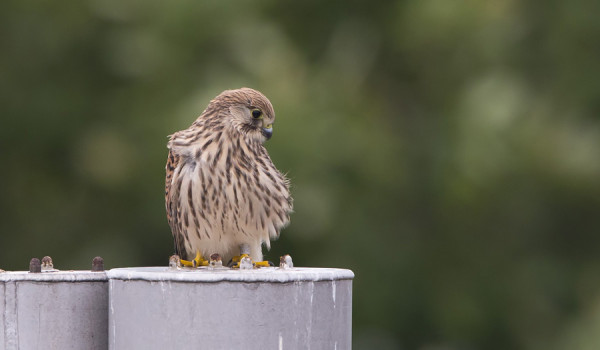 LÄHES KAIKKI TUULIHAUKAT OVAT OLLEET NUORIA JA RENGASTETTUJA
