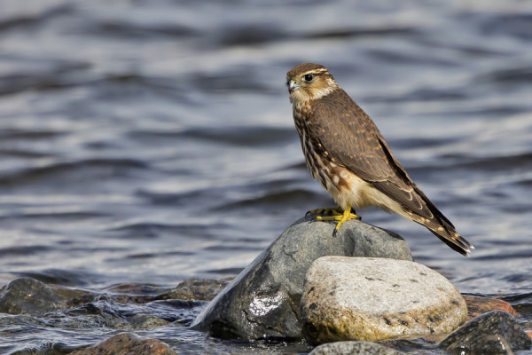 AMPUHAUKKA VÄIJYI KAHLAAJIA ITÄRANNALLA