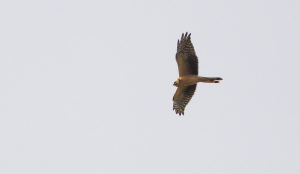 NUORI AROSUOHAUKKA NÄYTTÄYTYI JÄLLEEN SAARESSA