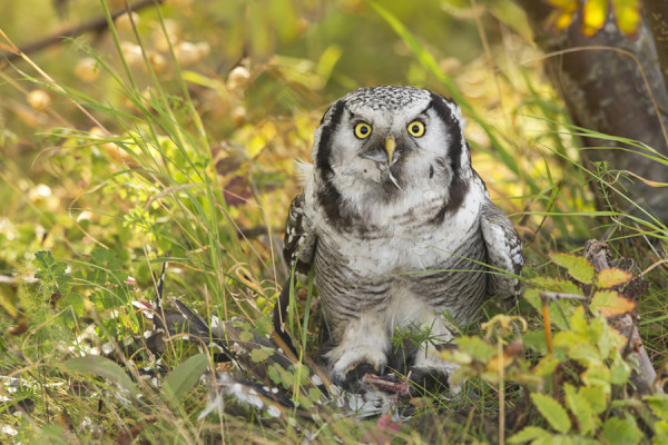 HIIRIPÖLLÖ SYÖ KÄPYTIKKAA