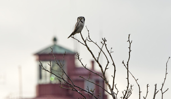 HIIRIPÖLLÖVAELLUS ON SYKSYN ISO TAPAHTUMA