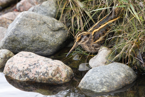 JÄNKÄKURPAT PIILOTTELEVAT ITÄRANNALLA