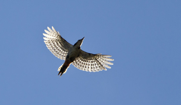 KÄPYTIKKAVAELLUS ALKAA HIIPUA