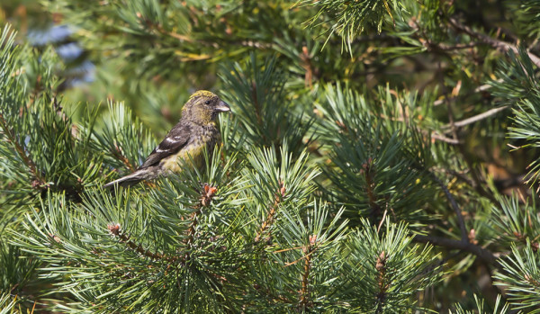 KIRJOSIIPIKÄPYLINTUJA ON OLLUT SYKSYN AIKANA JO YLI 90