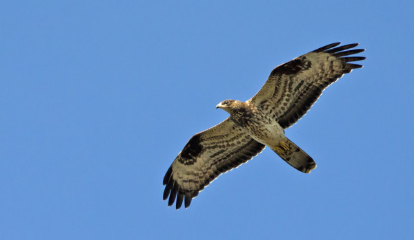 MEHILÄISHAUKKA MATKALLA LOUNAASEEN